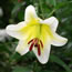 Lilium Tarragona